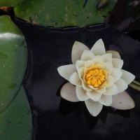 苹果视频动漫LOGO